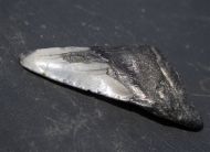 Otodus megalodon (Agassiz, 1835)
