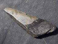 Otodus megalodon (Agassiz, 1835)