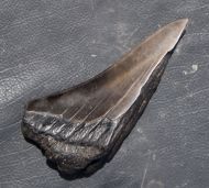 Otodus megalodon (Agassiz, 1835)
