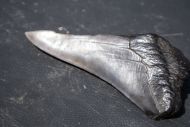 Otodus megalodon (Agassiz, 1835)