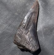 Otodus megalodon (Agassiz, 1835)