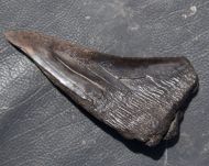 Otodus megalodon (Agassiz, 1835)