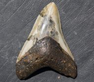 Otodus megalodon (Agassiz, 1835)