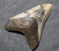 Otodus megalodon (Agassiz, 1835)