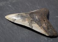 Otodus megalodon (Agassiz, 1835)