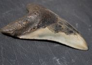 Otodus megalodon (Agassiz, 1835)