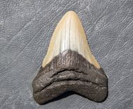 Otodus megalodon (Agassiz, 1835)