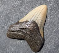 Otodus megalodon (Agassiz, 1835)