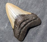 Otodus megalodon (Agassiz, 1835)