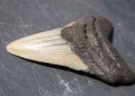 Otodus megalodon (Agassiz, 1835)