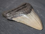 Otodus megalodon (Agassiz, 1835)