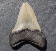 Otodus megalodon (Agassiz, 1835)
