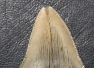 Otodus megalodon (Agassiz, 1835)