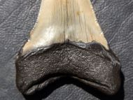Otodus megalodon (Agassiz, 1835)