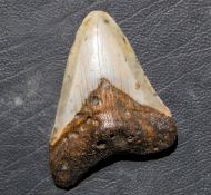 Otodus megalodon (Agassiz, 1835)