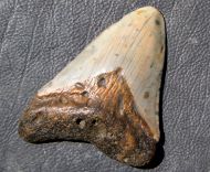 Otodus megalodon (Agassiz, 1835)