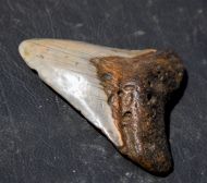 Otodus megalodon (Agassiz, 1835)