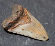 Otodus megalodon (Agassiz, 1835)