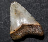 Otodus megalodon (Agassiz, 1835)