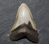 Otodus megalodon (Agassiz, 1835)