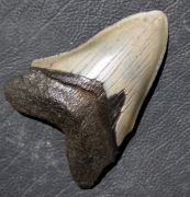 Otodus megalodon (Agassiz, 1835)