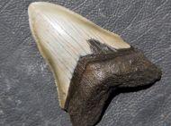 Otodus megalodon (Agassiz, 1835)