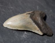 Otodus megalodon (Agassiz, 1835)