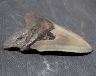 Otodus megalodon (Agassiz, 1835)