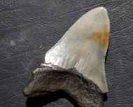 Otodus megalodon (Agassiz, 1835)