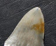 Otodus megalodon (Agassiz, 1835)