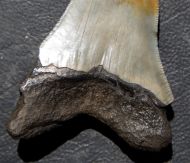 Otodus megalodon (Agassiz, 1835)