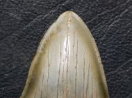 Otodus megalodon (Agassiz, 1835)