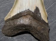 Otodus megalodon (Agassiz, 1835)