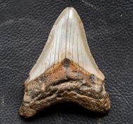 Otodus megalodon (Agassiz, 1835)