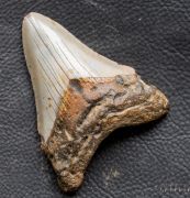 Otodus megalodon (Agassiz, 1835)
