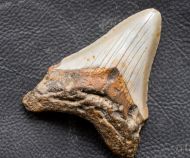 Otodus megalodon (Agassiz, 1835)
