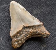 Otodus megalodon (Agassiz, 1835)