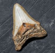 Otodus megalodon (Agassiz, 1835)