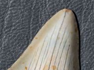 Otodus megalodon (Agassiz, 1835)