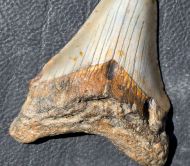 Otodus megalodon (Agassiz, 1835)