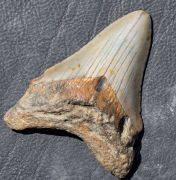 Otodus megalodon (Agassiz, 1835)