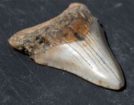 Otodus megalodon (Agassiz, 1835)