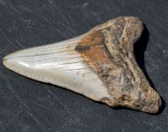 Otodus megalodon (Agassiz, 1835)