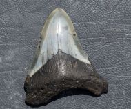Otodus megalodon (Agassiz, 1835)