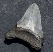 Otodus megalodon (Agassiz, 1835)