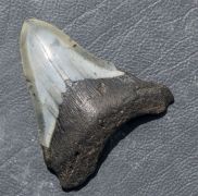 Otodus megalodon (Agassiz, 1835)