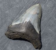Otodus megalodon (Agassiz, 1835)