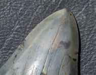 Otodus megalodon (Agassiz, 1835)