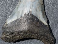 Otodus megalodon (Agassiz, 1835)