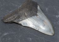 Otodus megalodon (Agassiz, 1835)